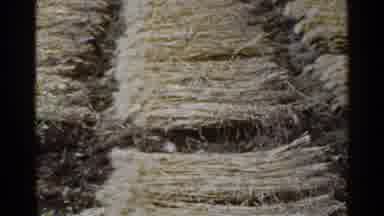Japan (1953): Looping Old Style Brown And Yellow Hay Field Background Image