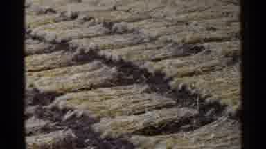 Japan (1953): Old Grainy Film Of Perfectly Trampled And Arranged Dead Grass