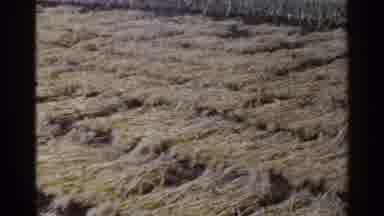 Japan (1953): Field Rural Wheat Grass Huts