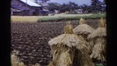 Japan (1953): Yellow Haystacks In Green Farm Field On A Sunny Day