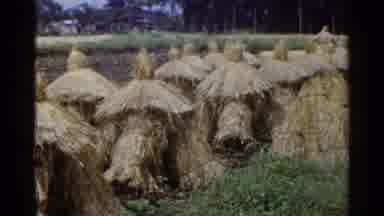 Japan (1953): Hay Objects On A Field