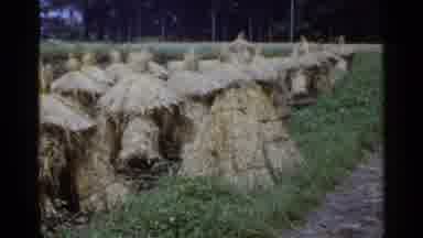 Japan (1953): Haystacks In A Field