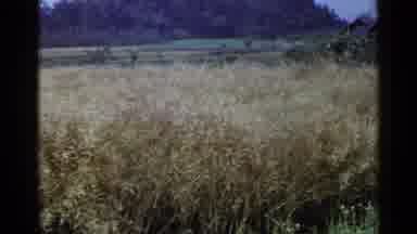 Japan (1953): A Grassy Field Full Of Wheat And Ready To Be Harvested And A Village