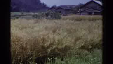 Japan (1953): A Grassy Field Around An Old Wooden Village Or Rice Field On An Open