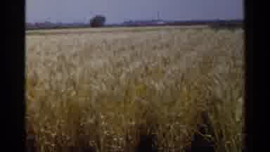 Japan (1953): Wheat Ready To Be Harvested In A Farm