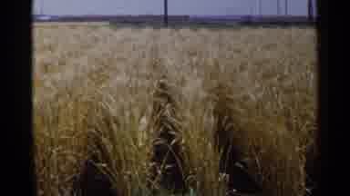Japan (1953): Yellow Lines Of Straw Agriculture Field For Grain Production