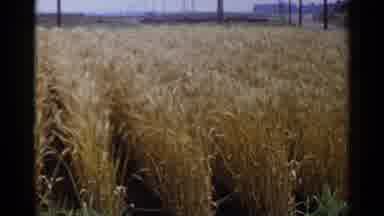 Japan (1953): Hay Farm In Wind