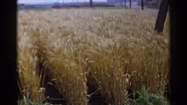 Japan (1953): Rice Field Ready To Harvest And Person Wearing White Shirt Walking
