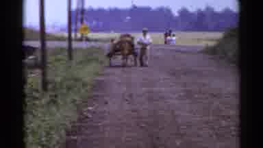 Japan (1953): Farmer Walking Horse And Cart Down Gravel Road In What Looks Like