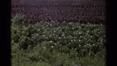 Japan (1953): Person Riding A Bike In The Middle Of A Plantation Among Other