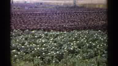 Japan (1953): Agricultural Brown And Green Fields With Small White Flowers