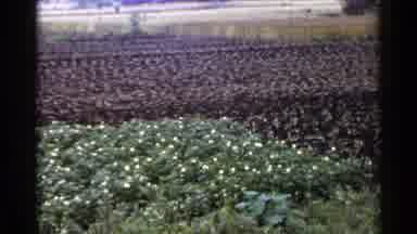 Japan (1953): Agricultural Fields With Plants