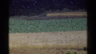 Japan (1953): Agricultural Crops Large Farm Growing Plants And Wheat