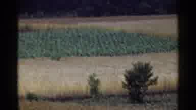 Japan (1953): Indigenous Culture Surrounded By Trees With Homes Made Out Of Straw