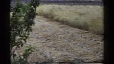 Japan (1953): Wheat Fields Being Plowed And Harvested For The New Season