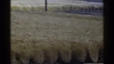 Japan (1953): Field Of Crops Taken From A Distance With Mountains In The