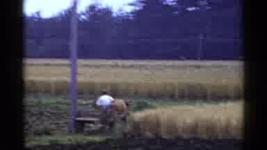 Japan (1953): Farming In Rural Country Of Wheat In A Large Farmhouse With