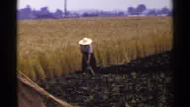 Japan (1953): Person In Big Field Tending To Crops With A Long Way To Go