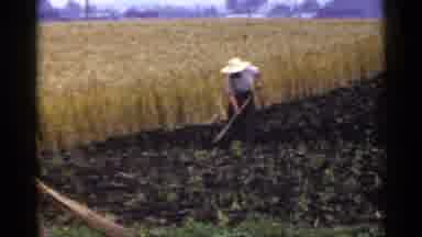 Japan (1953): A Female Farmer Using A Hoe To Remove Weeds And Create Ridges For