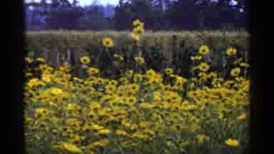 Japan (1953): Big Bush Of Yellow Flowers With More Flowers Behind Them