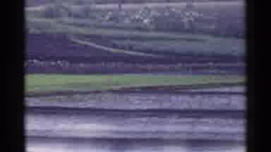 Japan (1953): Rice Paddy And Green Fields On A Clear Day