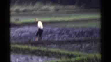 Japan (1953): Rice Farm Plants With Farmer Is On It Harvesting Rice