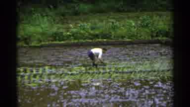 Japan (1953): Planting Crop In The Field