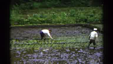 Japan (1953): Two Men Working On A Rice Field That Is Filled With Water
