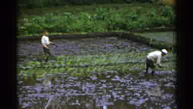 Japan (1953): People Harvesting Crop In Paddy Field
