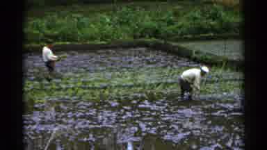 Japan (1953): Two People Picking Plants In A Rice Field Walking In Mud