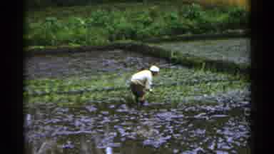 Japan (1953): It Is The Time Of Year To Start Planting Crops