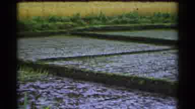 Japan (1953): Person Wearing White Shirt Works In Rice Paddy Field On A Clear Day