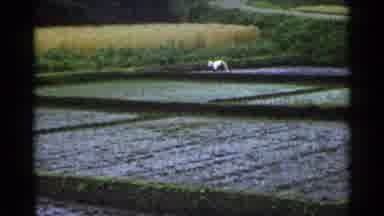 Japan (1953): Several Men Tend To The Crops In The Water Logged Rice Paddy