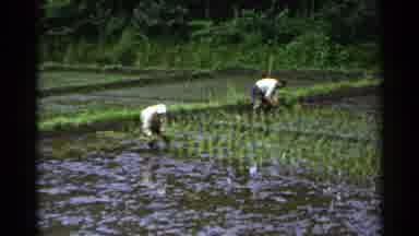 Japan (1953): People Wearing White Shirts Working In Rice Paddy Field On A Clear