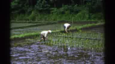 Japan (1953): Two People Plants Crops In A Muddy Field Bordered By Trees