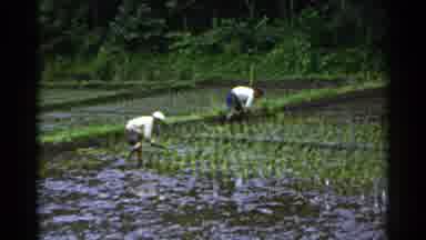 Japan (1953): A Couple Of Men Farming Using Basic Tools