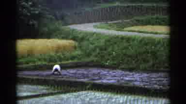 Japan (1953): A Man Is Working In A Violet Colored Field With Other Green Yellow
