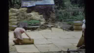 Japan (1953): Two Women Lift Large Blankets Of Sod Or Seed From The Ground