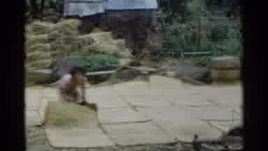 Japan (1953): Two Women Working Outdoors Moving Pads Of Drying Rice Into Piles