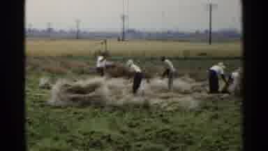 Japan-1953: Working In The Fields