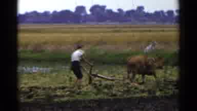 Japan (1953): A Man Uses An Ox To Plow A Field In An Outdated Practice