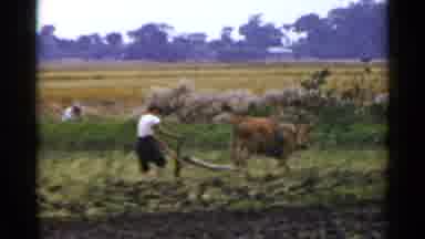 Japan (1953): Person Wearing White Shirt Plows Field With Brown Ox On A Clear Day