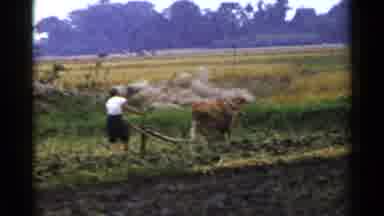 Japan (1953): Man Tilling Soil With Help From Bovine Body Of Water In Background