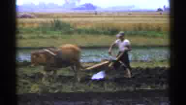 Japan (1953): Plowing With Ox Power Is Not As Hard As Changing Direction With The