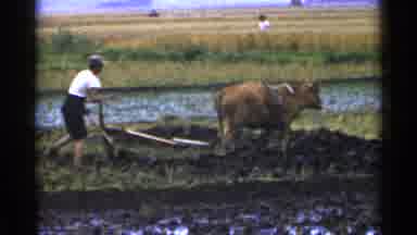 Japan (1953): Man Tilling Soil In Field With The Help Of A Bovine Person Walks In