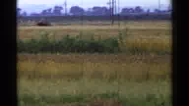 Japan (1953): A Person Is Bent Over Working In The Dirt In A Field Of Tall Grass