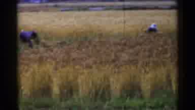 Japan (1953): Farmers Work Their Crop On Busy Wheat Farm To Meet The Day's Quota