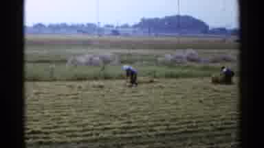 JAPAN-1953: Farmers Harvesting Rice By Hand In Rural Field