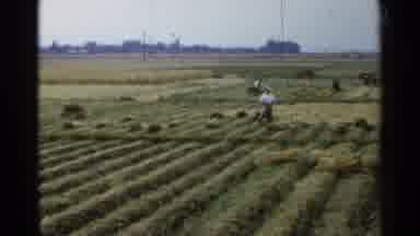 Japan (1953): Working Hard On The Farm