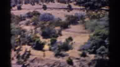 California (1955): Desert Shrubs And Landscape In Beautiful Hot Setting